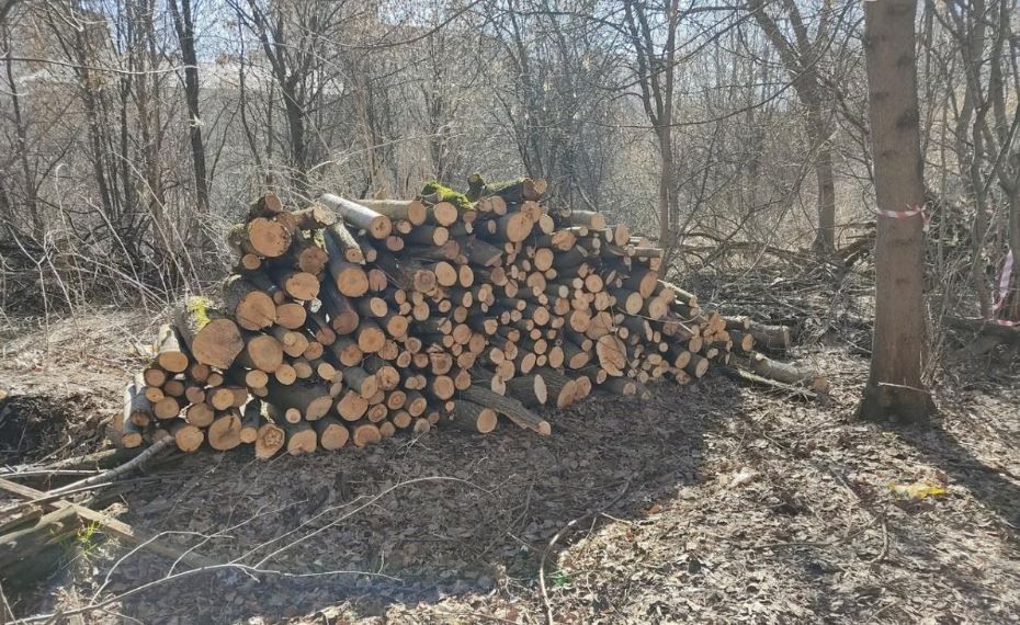 В Перми вновь начали вырубку деревьев в Саду соловьёв
