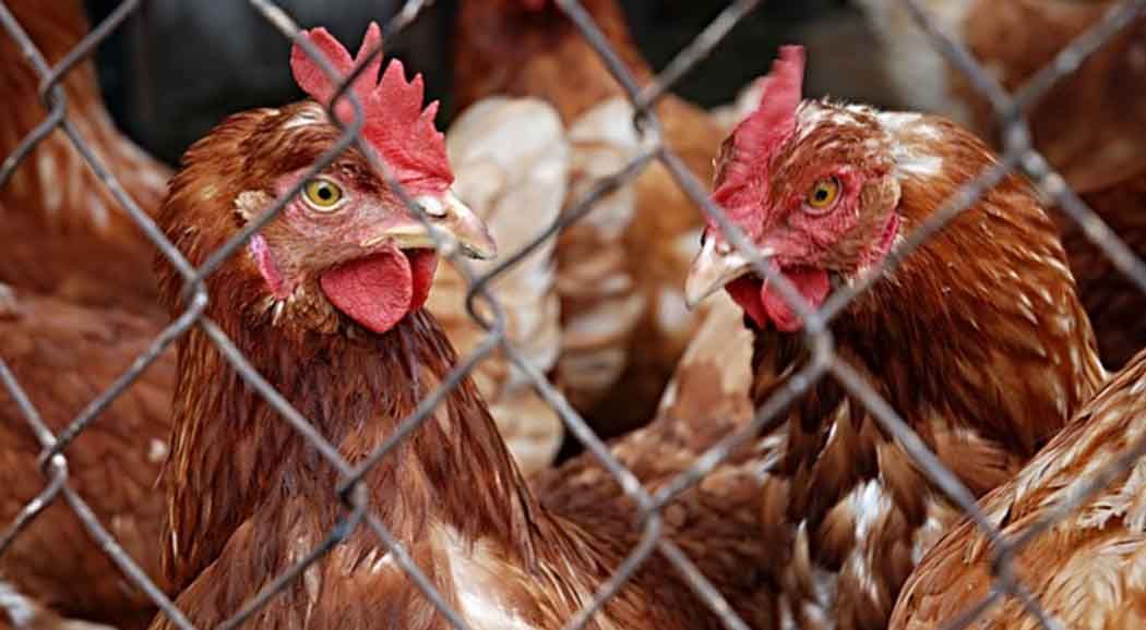 В Пермском крае стоимость куриных яиц в 2023 году выросла на 69%